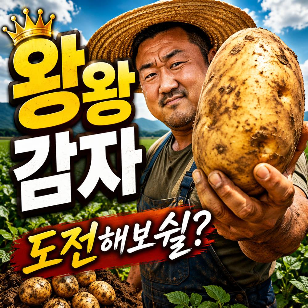 신선혜자 국내산 감자 햇 수미감자 산지직송 왕왕